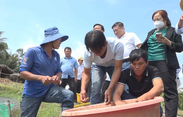 HĐND tỉnh Sóc Trăng khảo sát tình hình nuôi tôm nước lợ trên địa bàn huyện Mỹ Xuyên