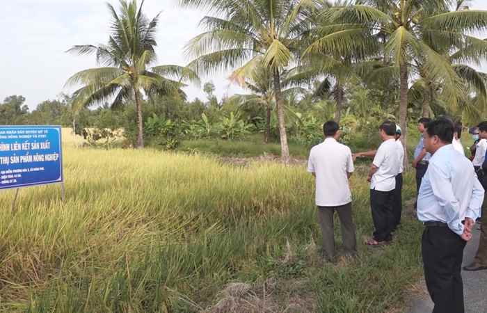 Chủ tịch UBND huyện Mỹ Tú khảo sát các mô hình nông nghiệp tiêu biểu trên địa bàn