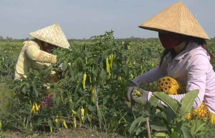 Kế Sách trồng được 1.865ha màu các loại