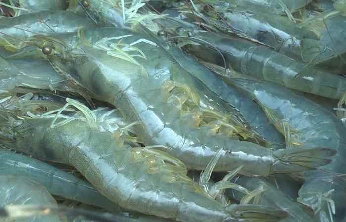 Vĩnh Châu thả nuôi gần 28.000 ha thuỷ sản các loại  