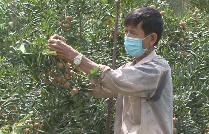 Long Phú có gần 30ha Bưởi Da xanh được chứng nhận VietGAP