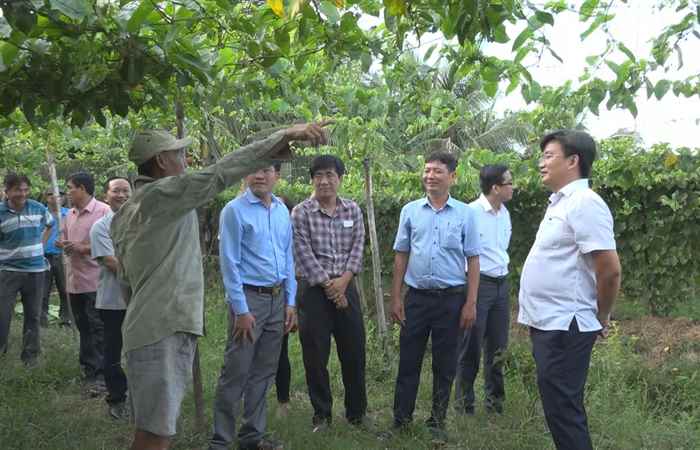 Bí thư Huyện ủy Long Phú khảo sát các mô hình kinh tế hiệu quả tại 2 xã Châu Khánh và Hậu Thạnh