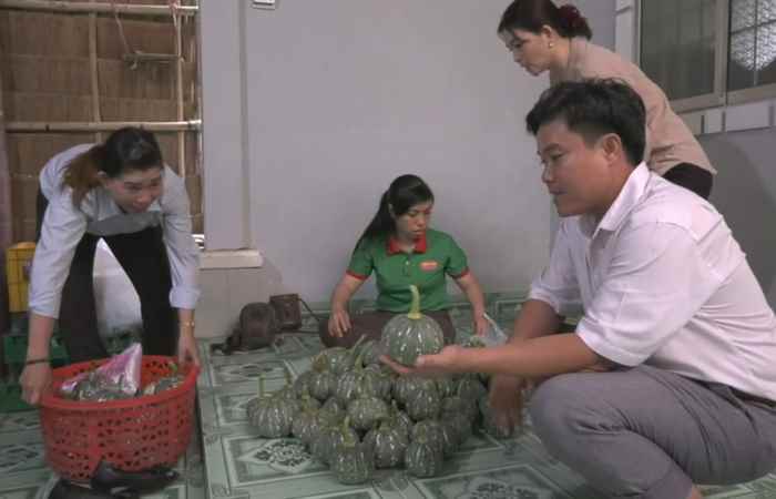 Nông dân Kế Sách trồng được 944ha màu trong 4 tháng đầu năm 2023
