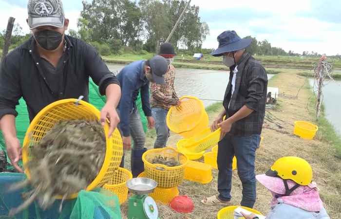 Nông dân Mỹ Xuyên thu hoạch hơn 16.900 ha thuỷ sản