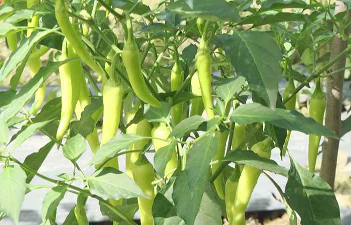 100% người dân Long Phú tham gia Bảo hiểm Y tế