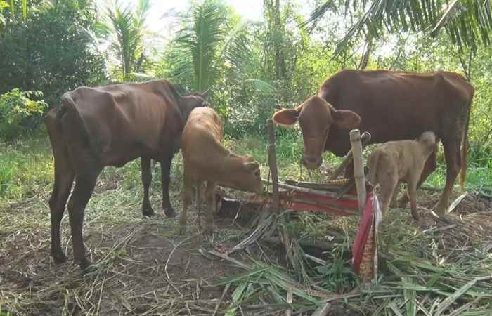 Hội Nông dân tỉnh Sóc Trăng làm việc với huyện Cù Lao Dung