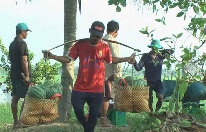  Kế Sách trồng được hơn 1.150 ha màu trong 6 tháng đầu năm 2022