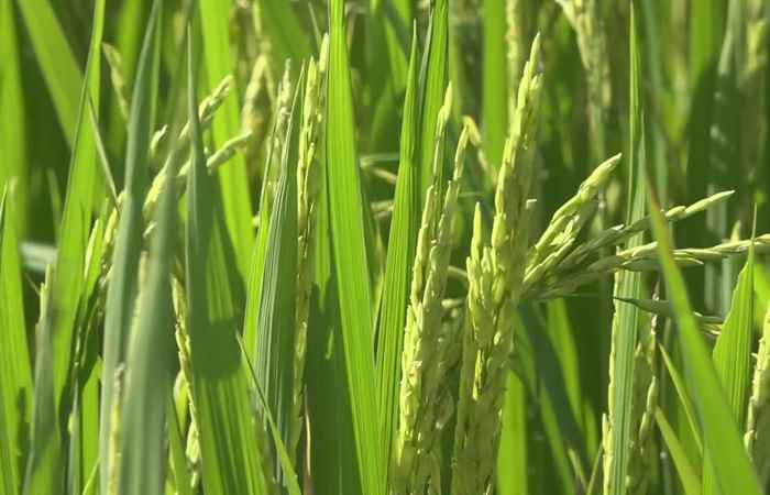 Mỹ Xuyên: Nông dân xuống giống gần 8.700 ha lúa Hè Thu