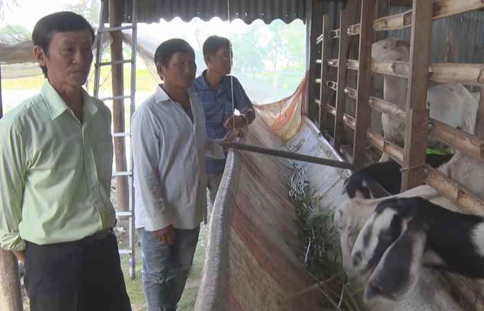 Vĩnh Châu: Hội Nông dân tổng kết mô hình nuôi dê boer tại xã Vĩnh Hiệp