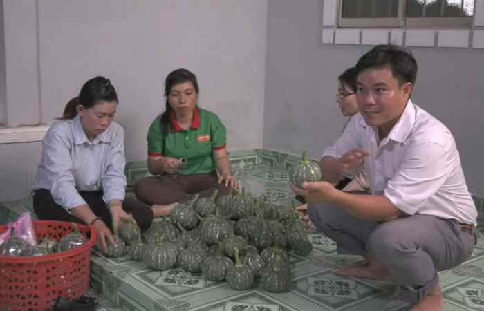 Kế Sách đã trồng được 1.548ha màu các loại