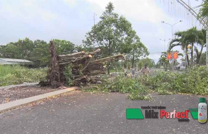 Tình hình sản xuất của người dân Cù Lao Dung sau bão  