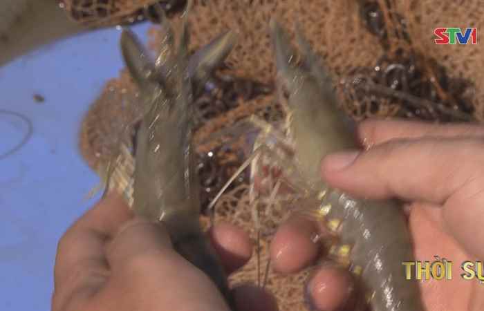 Tôm nguyên liệu tăng giá