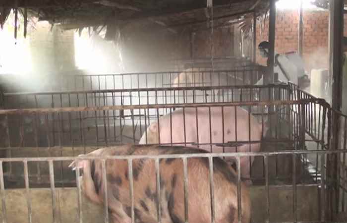 TPST xuất hiện ổ dịch tả heo châu phi đầu tiên tại phường 3