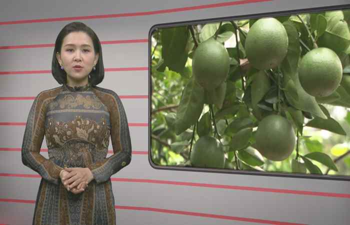 Trang tin địa phương (24-01-2021)