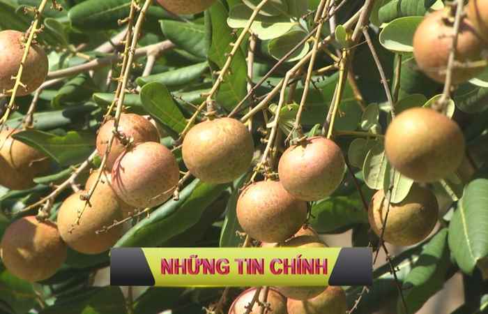 Trang tin địa phương (27-06-2021)