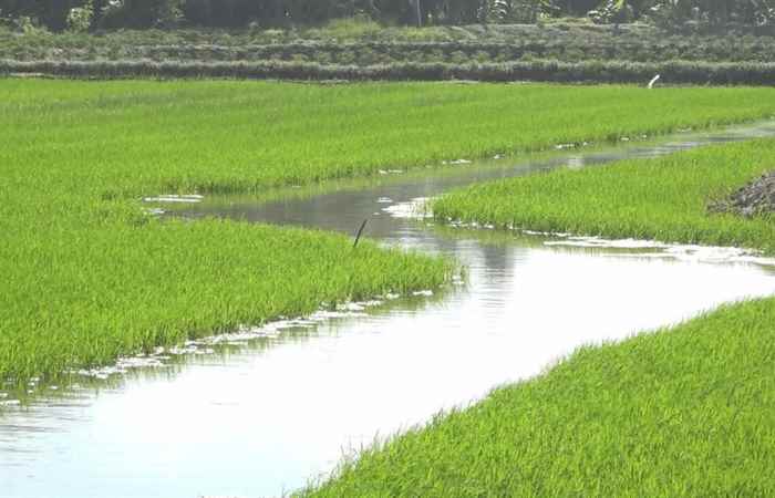Trang tin địa phương (27-12-2020)