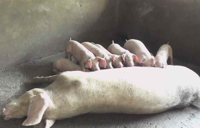 Trang tin địa phương Huyện Châu Thành 29-09-2019