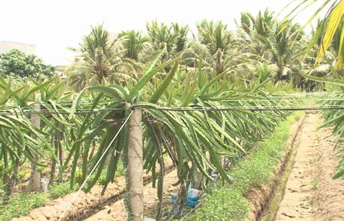 Trang tin địa phương Huyện Cù Lao Dung (10-01-2021)