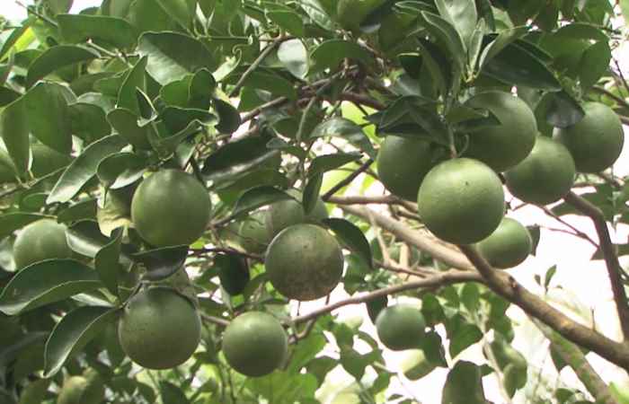 Trang tin địa phương Huyện Mỹ Tú (10-01-2021)