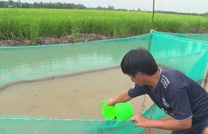 Ngã Năm: Chuẩn bị cho mùa cá đồng (trang tin địa phương)
