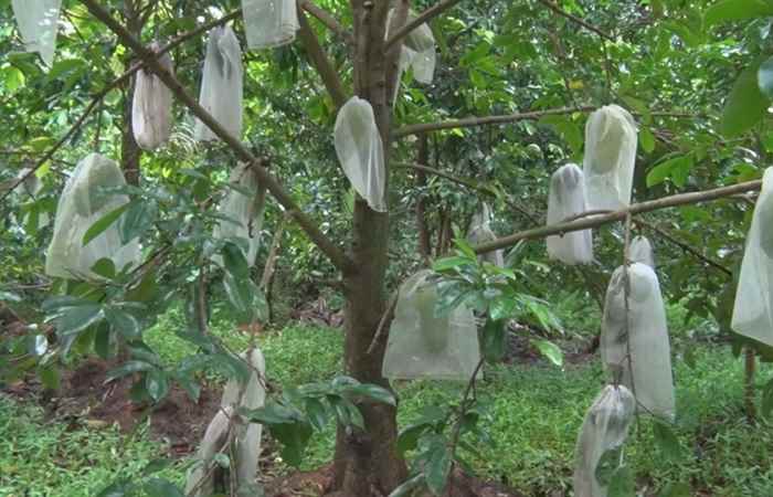 Trang tin địa phương Huyện Ngã Năm 