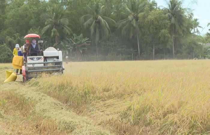 Trang tin địa phương: Huyện Trần Đề, Kế Sách, Thạnh Trị và thành phố Sóc Trăng (16-01-2022)