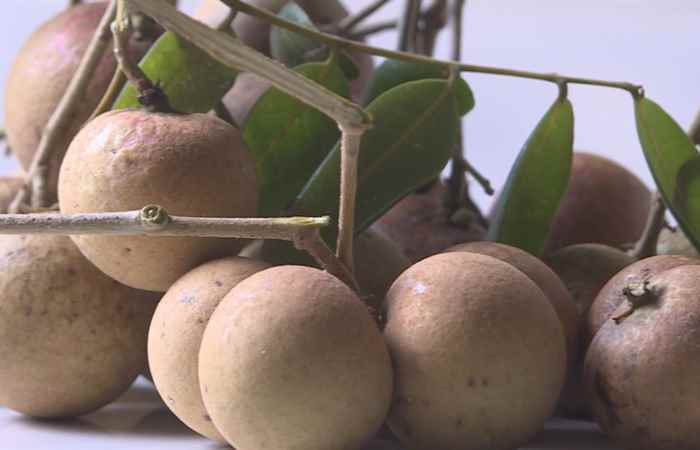 Vĩnh Châu mùa nhãn xuồng cơm vàng (trang tin địa phương)