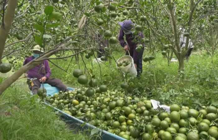 Trang tin địa phương: TP. Sóc Trăng, các huyện Châu Thành, Kế Sách, Thạnh Trị ) (13-03-2022)