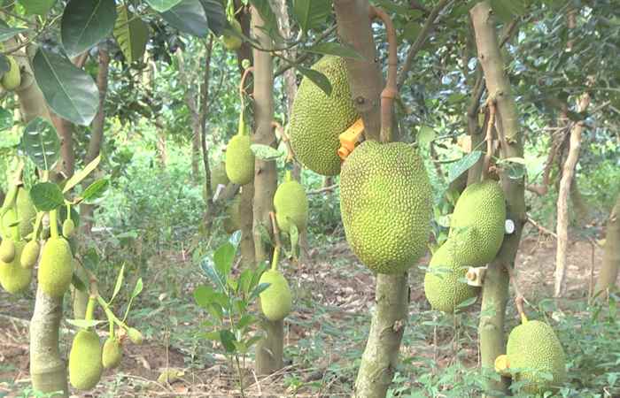 Trang tin địa phương: Thị xã Ngã Năm, huyện Cù lao Dung, Mỹ Tú và Mỹ Xuyên (05-12-2021)