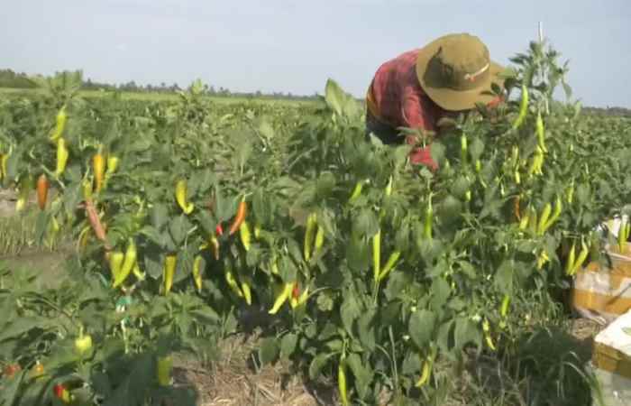 Trang tin địa phương: Thị xã Ngã Năm, các huyện Mỹ Tú, Kế Sách và Trần Đề (29-10-2023)
