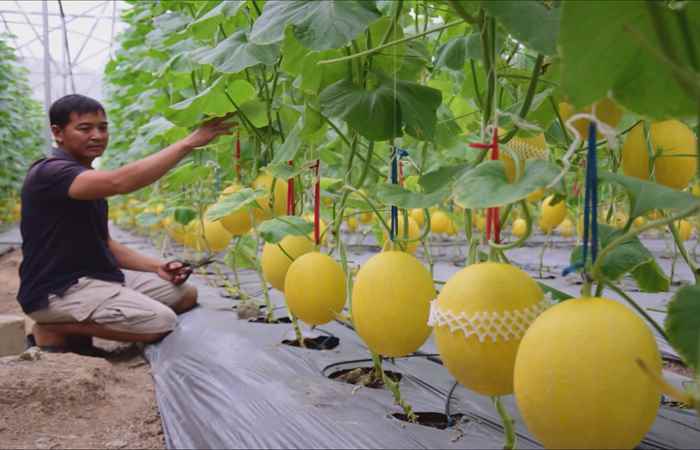 Trang tin địa phương thị xã Vĩnh Châu, thị xã Ngã Năm các huyện Long Phú và Mỹ Xuyên (18-05-2025)
