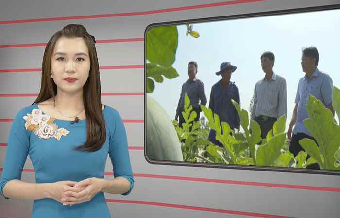 Trang tin địa phương: TX. Ngã Năm, huyện Châu Thành, Cù Lao Dung và Kế Sách (04-02-2024)