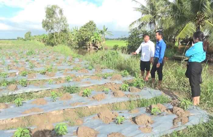 Trang tin địa phương (Tx Vĩnh Châu, huyện Mỹ Tú, Tp Sóc Trăng) 01-09-2019