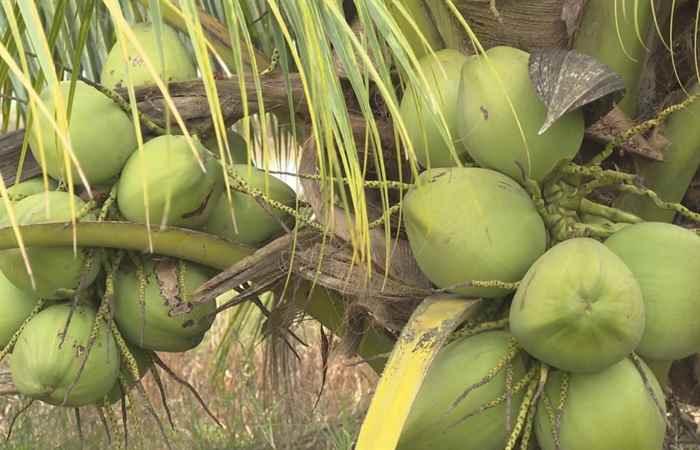  Trợ lực Nhà nông - Tiếng Khmer (01-03-2023)