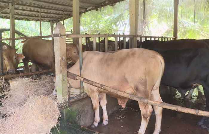Trợ lực Nhà nông tiếng Khmer (03-06-2020)