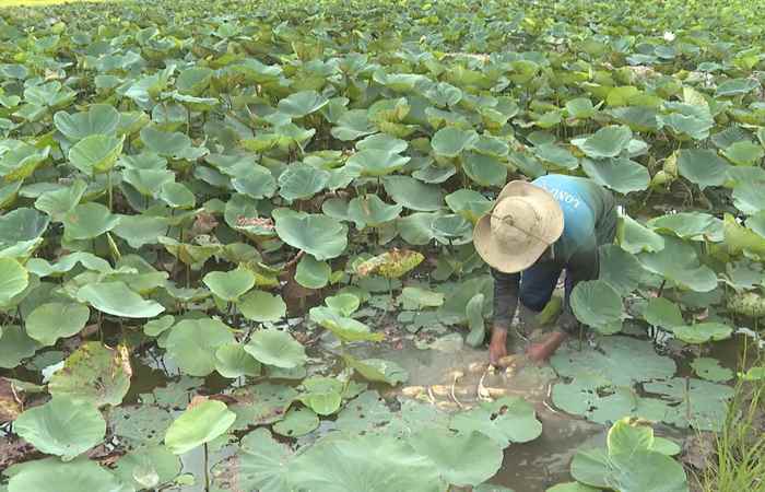 Trợ lực Nhà nông tiếng Khmer (04-06-2025)