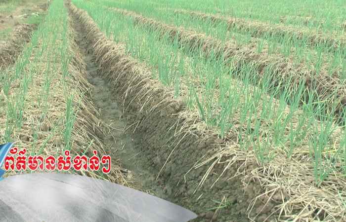 Trợ lực Nhà nông tiếng Khmer (04-12-2024)