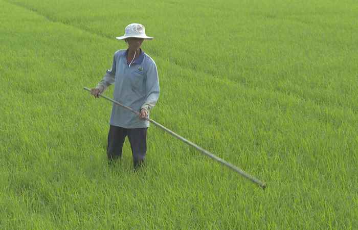 Trợ lực Nhà nông tiếng Khmer (05-02-2025)