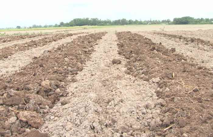Trợ lực Nhà nông tiếng Khmer (06-05-2020)