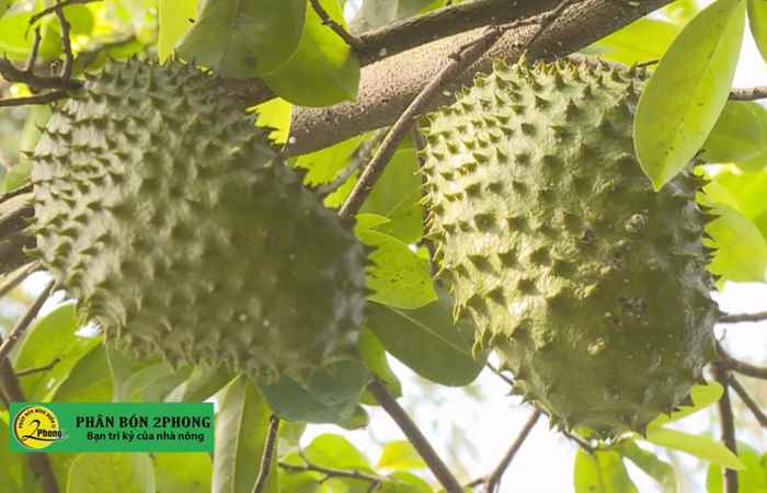 Trợ lực Nhà nông Khmer (07-04-2021)