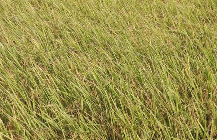 Trợ lực Nhà nông tiếng Khmer 07-11-2018