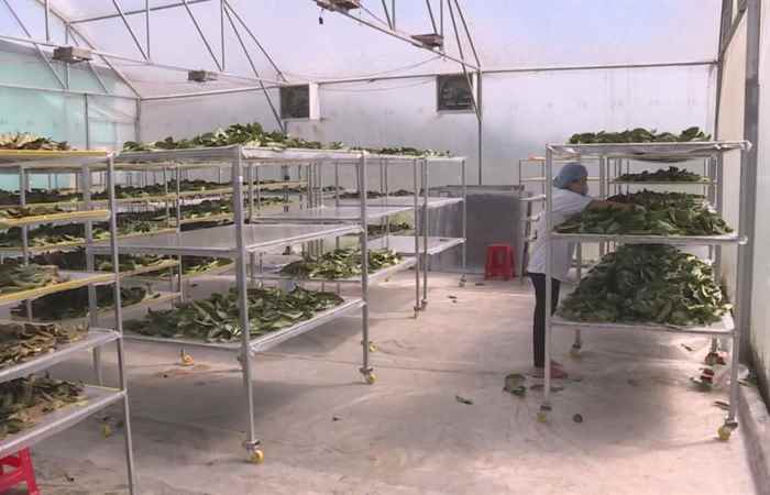 Trợ lực Nhà nông tiếng Khmer (09-09-2020)