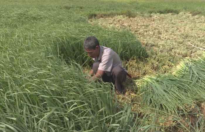 Trợ lực Nhà nông tiếng Khmer (10-03-2021)