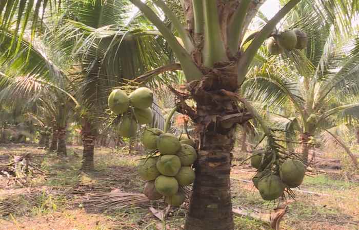 Trợ lực Nhà nông tiếng Khmer (10-11-2021)