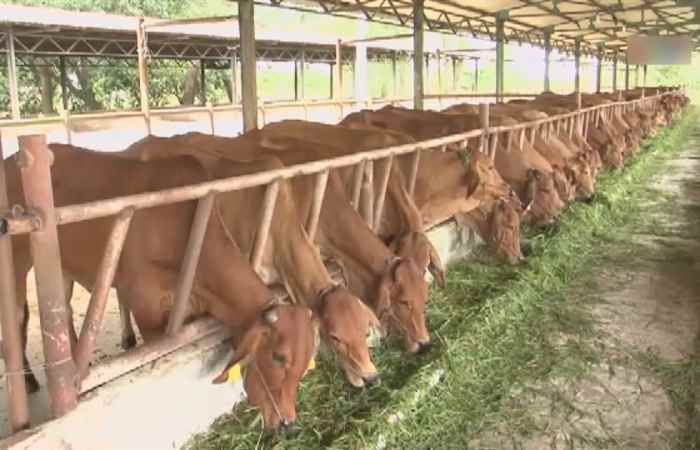 Trợ lực Nhà nông tiếng Khmer 11-07-2018