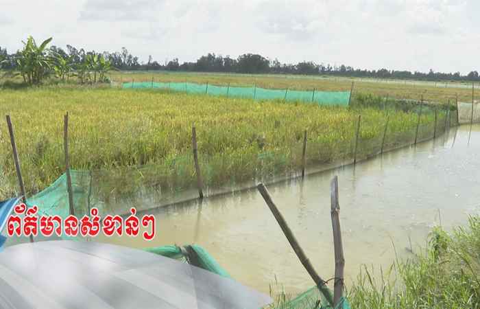 Trợ lực Nhà nông - Tiếng Khmer (11-09-2024)