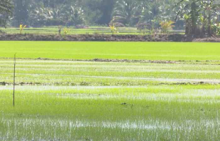 Trợ lực Nhà nông tiếng Khmer (11-11-2020)