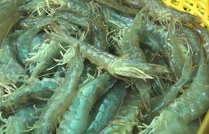 Trợ lực Nhà nông - Tiếng Khmer (15-06-2022)