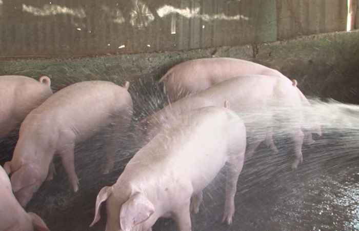 Trợ lực Nhà nông tiếng Khmer 16-01-2019