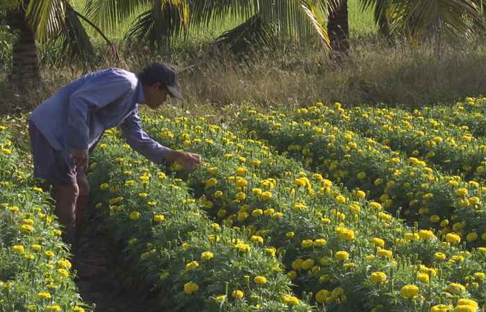  Trợ lực Nhà nông tiếng Khmer (19-01-2022)